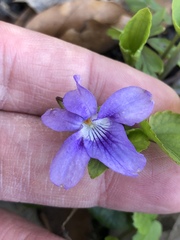Rostratae