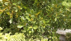 Searsia divaricata