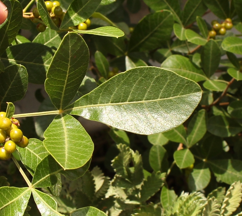 Rustyleaf Currantrhus