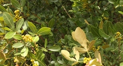 Searsia divaricata