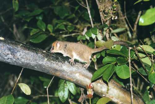 Grey Mouse Lemur