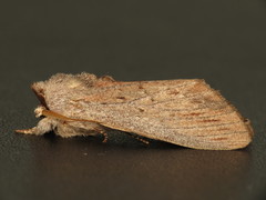 Destolmia lineata