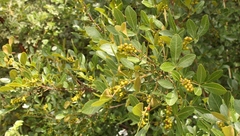 Searsia divaricata