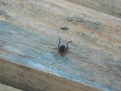 Acanthopachylus aculeatus