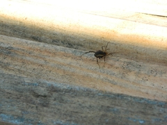 Acanthopachylus aculeatus