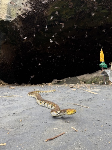Reticulated Python