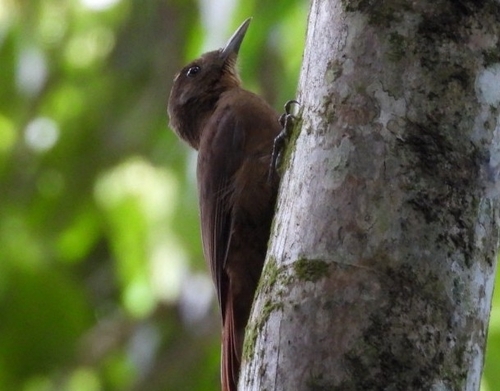 Plain-winged Woodcreeper (Dendrocincla turdina), photo 8
