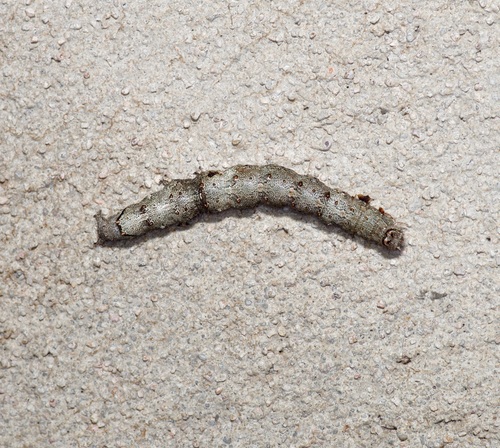 Little Nymph Underwing photo 6