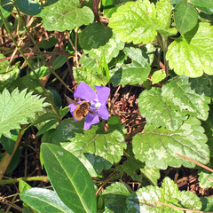 Bombylius major