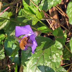 Bombylius major