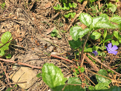 Bombylius major