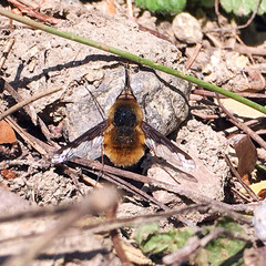 Bombylius major