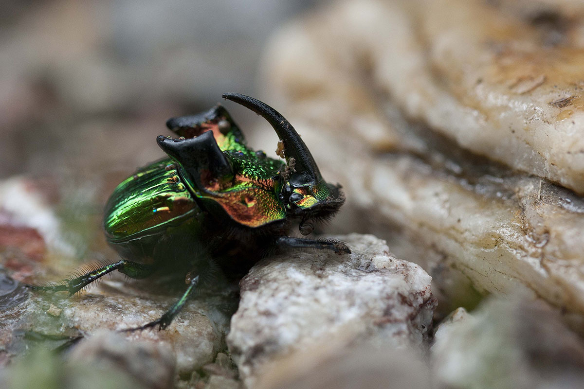 Dung Digger (Phanaeus demon) · iNaturalist