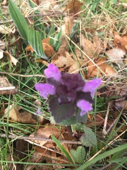 Lamium purpureum