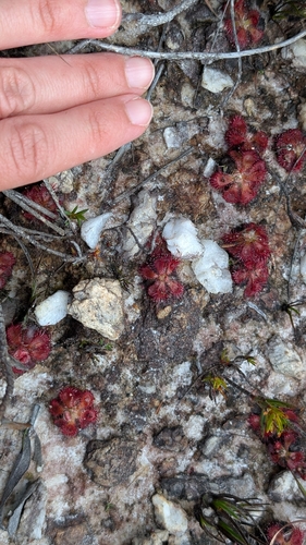 Drosera tentaculata Rivadavia