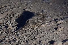 Antrostomus arizonae