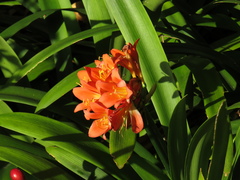 Clivia miniata miniata