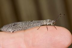 Bandidus canifrons