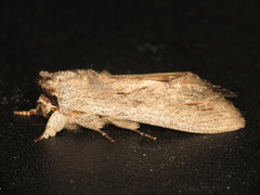 Destolmia lineata