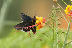 Mysoria affinis