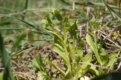 Valerianella turgida