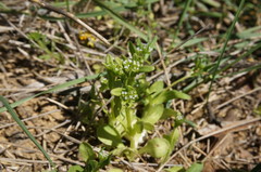 Valerianella turgida