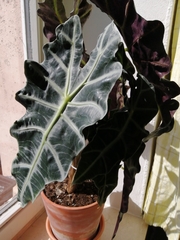 Alocasia amazonica