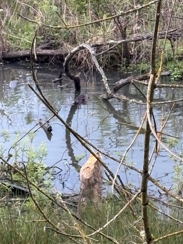 animal observation 2