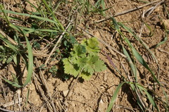 Ranunculus oxyspermus