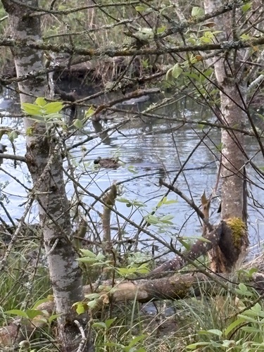 animal observation 3