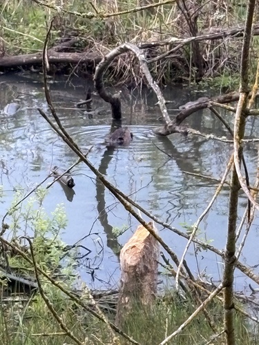 animal observation 4