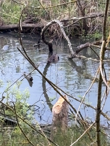 animal observation 5