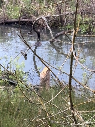 animal observation 6