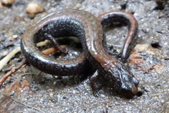 Batrachoseps relictus