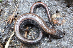 Batrachoseps relictus