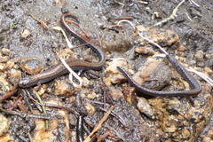 Batrachoseps relictus