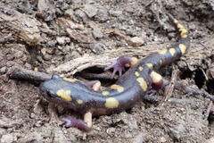 Ensatina eschscholtzii croceater