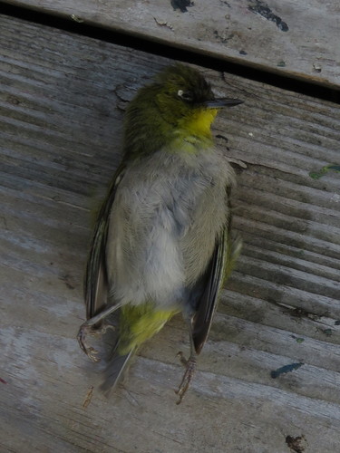 Cape White-eye (Zosterops virens), photo 9