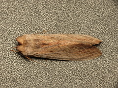 Destolmia lineata