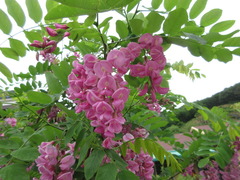 Robinia margarettae