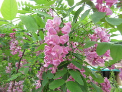 Robinia margarettae