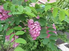 Robinia margarettae