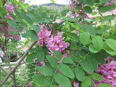 Robinia margarettae