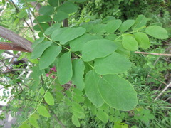 Robinia margarettae