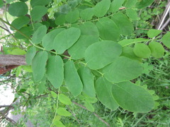 Robinia margarettae