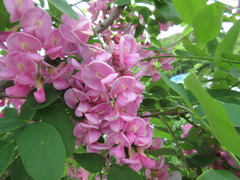 Robinia margarettae