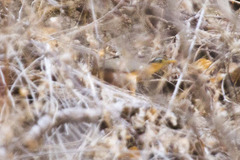 Morococcyx erythropygus