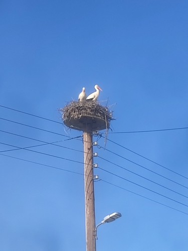 White Stork