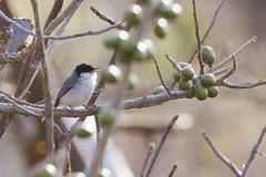 Polioptila albiloris