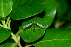 Leptotarsus hilli